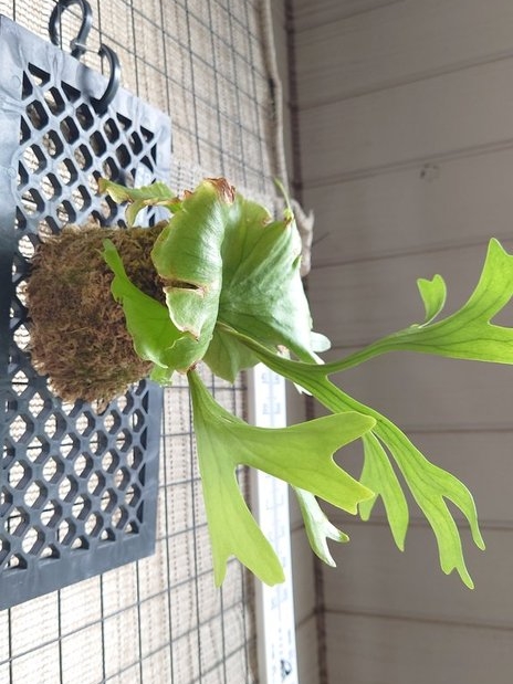 ビカクシダ・チャンタブーンの育て方・成長記録・特徴を初心者向けに