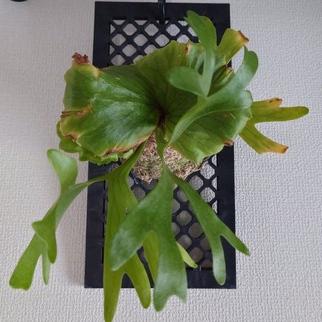 ビカクシダ・チャンタブーンの育て方・成長記録・特徴を初心者向けに