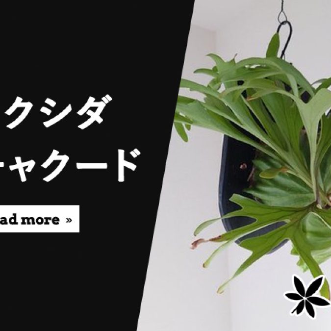 ビカクシダ・キッチャクードの育て方・特徴・成長記録【2024年6月