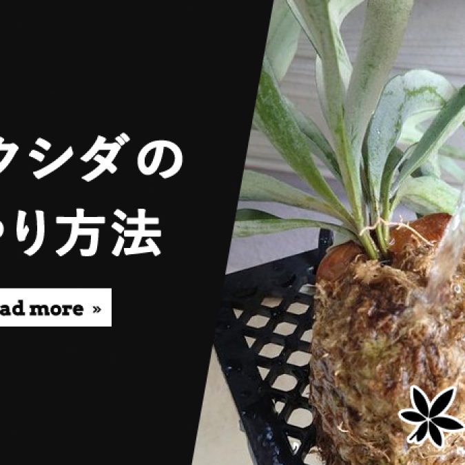 ビカクシダの水やり完全ガイド｜頻度、タイミング、根腐れさせない方法