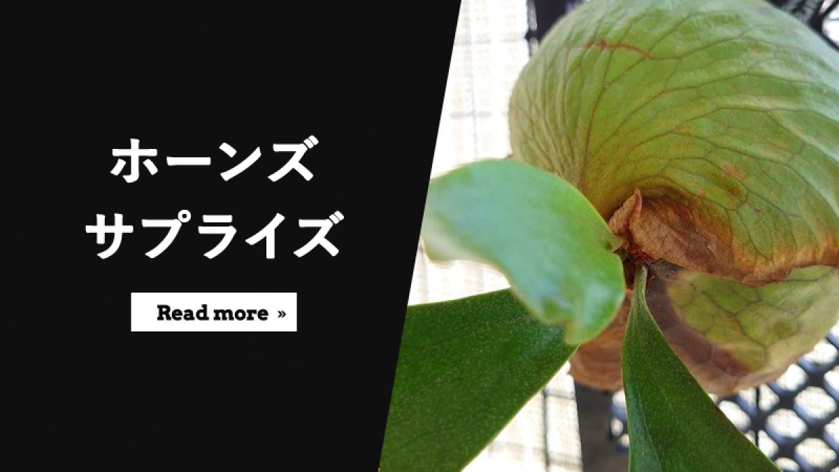 ビカクシダ・ホーンズサプライズの育て方・水やり方法・特徴・難易度